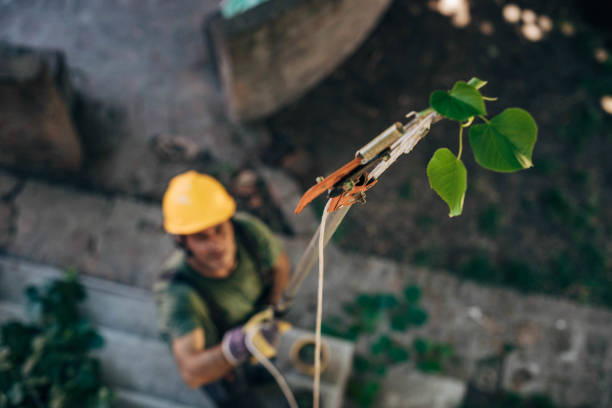 How Our Tree Care Process Works  in  Tallulah, LA